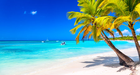 Palm trees on the caribbean tropical beach. Saona Island, Dominican Republic. vacation travel background.の写真素材