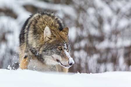 European wolf Canis Lupus in natural habitat. wild life. Timber wolf in snowy winter forest