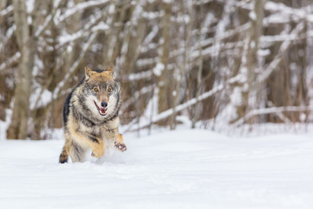 European wolf Canis Lupus in natural habitat. wild life. Timber wolf in snowy winter forestの写真素材
