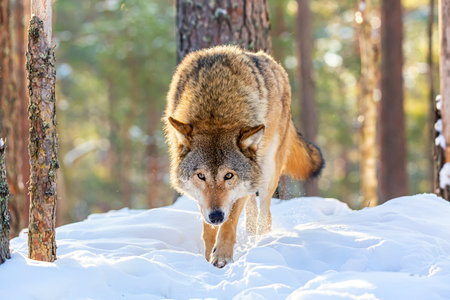 Timber wolf in snowy sunny winter forest. European wolf Canis Lupus in natural habitat. wild life