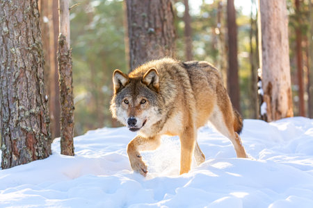 Timber wolf in snowy sunny winter forest. European wolf Canis Lupus in natural habitat. wild lifeの写真素材