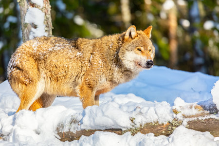 Timber wolf in snowy sunny winter forest. European wolf Canis Lupus with snow in natural habitat. wild lifeの写真素材