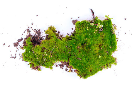 Green moss with soil isolated on white background. Top view.の写真素材