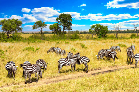 African safari landscape. Zebra in african savannah in Masai Mara National park against blue sky. Kenya, Africaの写真素材