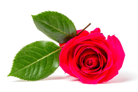 Beautiful red rose bud with green leaves isolated on white background.の写真素材