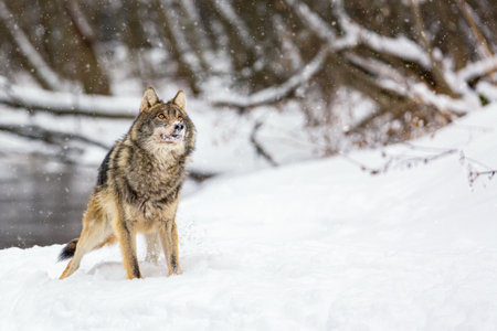 Timber wolf with snow near water outdoors in winter. European wolf Canis Lupus looking at the camera...