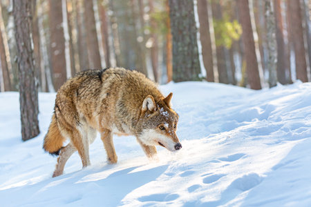 Timber wolf in snowy sunny winter forest. European wolf in natural habitat. wild lifeの写真素材
