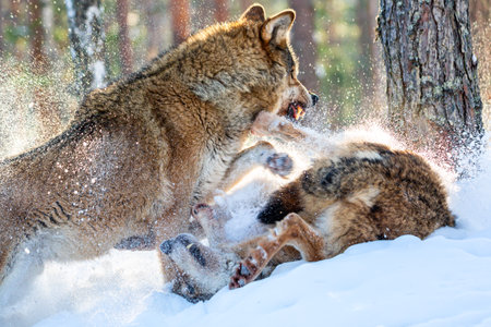 European wolves Canis Lupus fighting and biting in natural habitat. Wild life. Timber wolves in...
