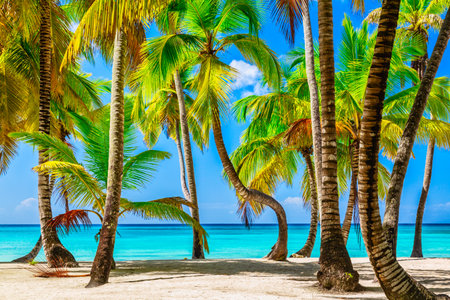 Summer vacation and tropical beach concept. Sandy beach with palms and turquoise sea. Vacation islandの写真素材