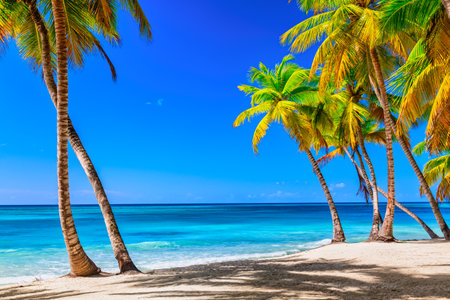 Summer vacation and tropical beach concept. Sandy beach with palms and turquoise sea. Vacation islandの写真素材