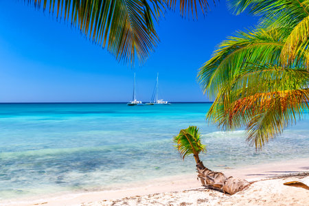 Summer vacation and tropical beach concept. Sandy beach with palms and turquoise sea. Vacation islandの写真素材