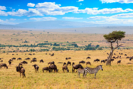 African landscape. Zebra and wildebeests grazing in a grass of african savannah. Masai Mara National Reserve, Kenyaの写真素材