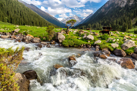 Kyrgyzstan iconic landscape. Beautiful landscape with little tree, mountain river and cows in Altyn Arashan valley. Karakol, Kyrgyzstan.の写真素材