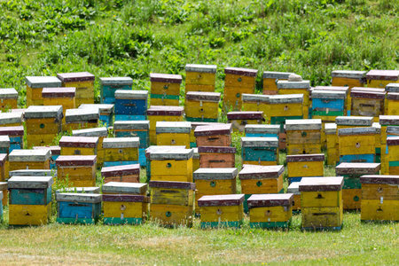 Mountain apiary with bees in the mountains of Kyrgyzstan near Issyk-Kul lake.