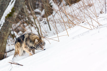Wolf outdoors in winter forest. European timber wolf Canis Lupus in natural habitat. Muzzle in the...