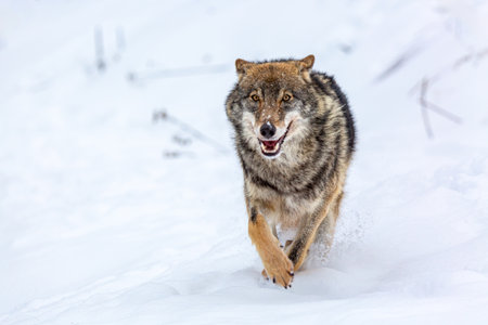 European wolf Canis Lupus running in natural habitat. Wild life. Timber wolf in snow.
