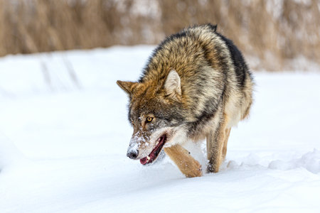 European wolf Canis Lupus running in natural habitat. Wild life. Timber wolf in snow.