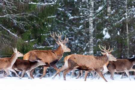 Deers running in snow against winter forest. Wildlife Christmas winter seasonal landscape. Deer cervus elaphus.の写真素材