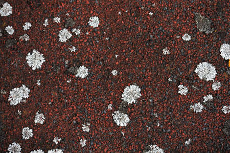 Abstract patterns of a lichen of a different form and color