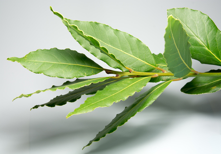 alloro laurusの写真素材