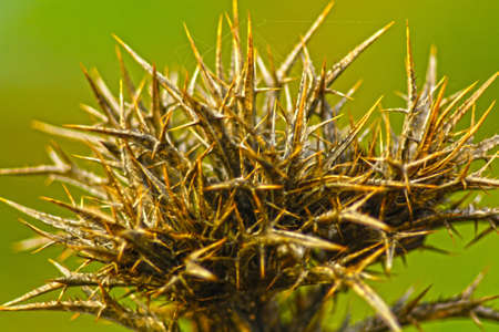 flora of the Mediterranean scrubの写真素材