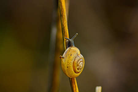 little snailの写真素材