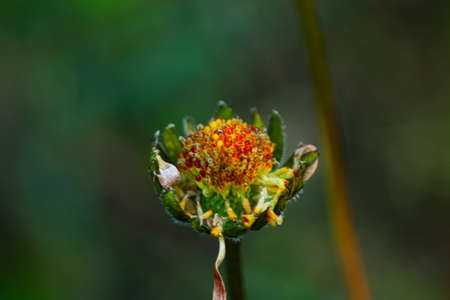 old flowerの写真素材