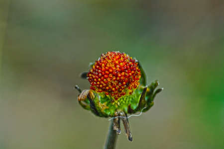 old flowerの写真素材