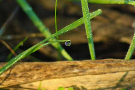 flora of the Mediterranean scrubの写真素材