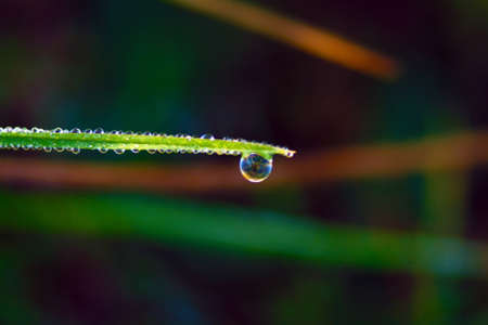 flora of the Mediterranean scrubの写真素材