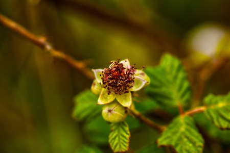 wild flowerの写真素材