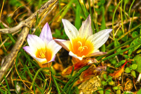 flowers of the Mediterranean scrubの写真素材