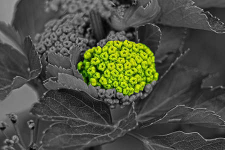 Spontaneous plant of the Mediterranean landscapeの写真素材