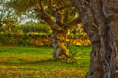 centenarian olive treesの写真素材