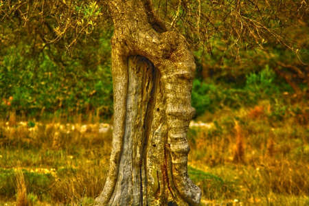 secular olive trunkの写真素材