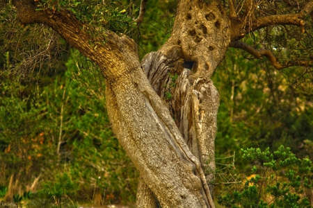 ancient olive treeの写真素材