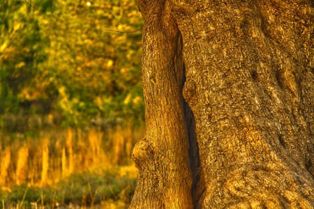 secular olive trunkの写真素材