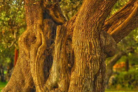 centenary olive branchの写真素材