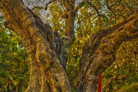 secular olive tree trunk in Puglia