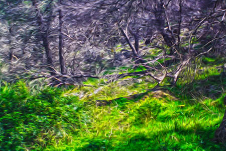 the forestの写真素材