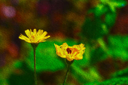 small wildflowersの写真素材