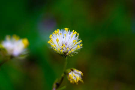 colors of the Mediterranean scrub