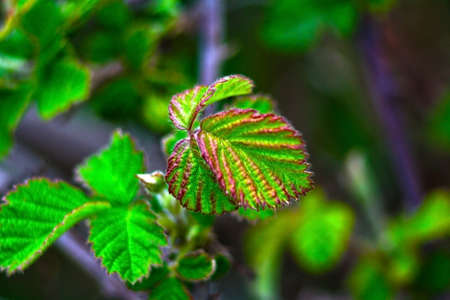 Wild blackberry leavesの写真素材