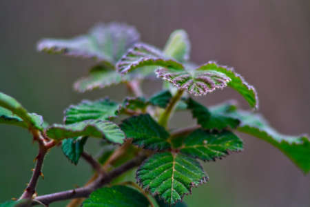 young branch of blackberryの写真素材
