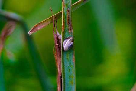 very small snail on leafの写真素材