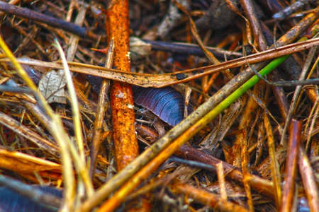 little pig of earth among the decomposed vegetablesの写真素材