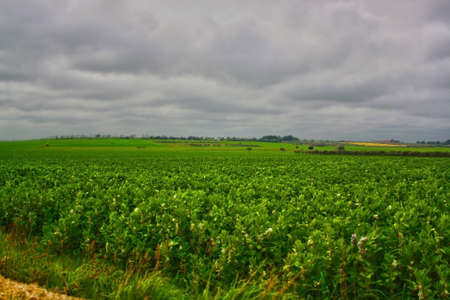 field of beansの写真素材