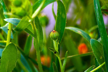 spring in the Mediterranean scrubの写真素材