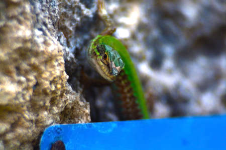 lizard on rockの写真素材