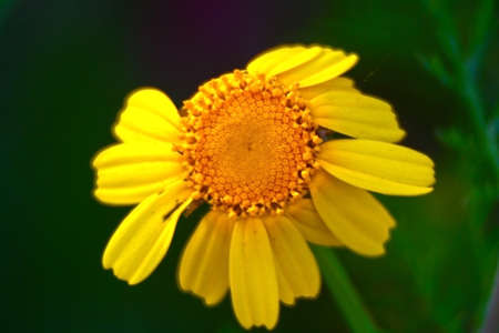 colors of springの写真素材